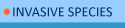 Invasives