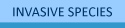 Invasives
